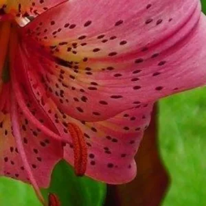 Pink speckled lily flower petal close-up.