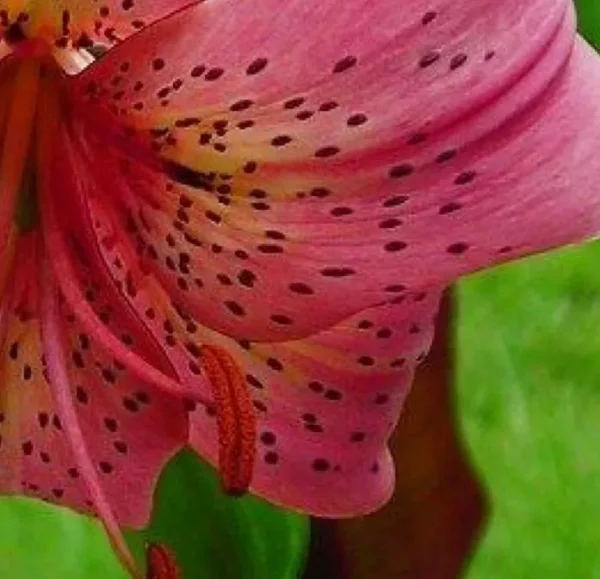 Pink speckled lily flower petal close-up.