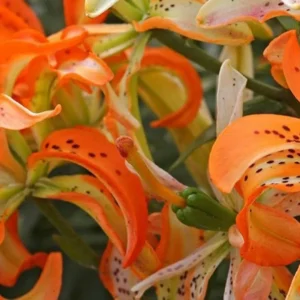Curled orange lily petals with black spots