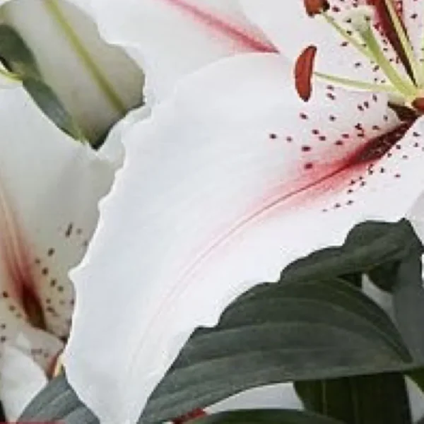 White lily with pink speckles close-up