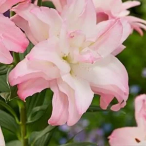 A close up of the flower of a pink plant