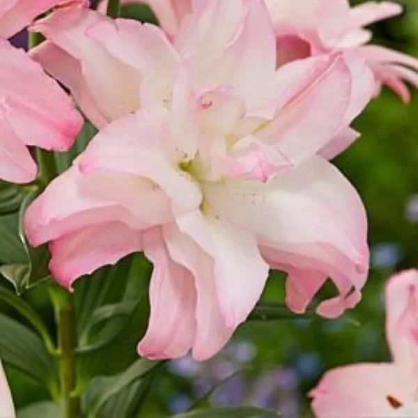 A close up of the flower of a pink plant