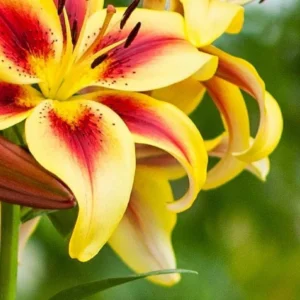 A close up of the flowers of a yellow and red flower.