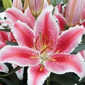 Close-up pink stargazer lily bloom
