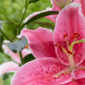 A close up of the pink flower with green leaves in the background.