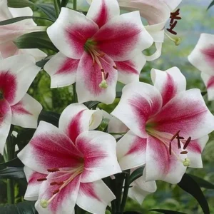 Pink-and-white stargazer lilies in full bloom