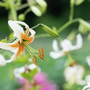 White lily with orange stamens in garden