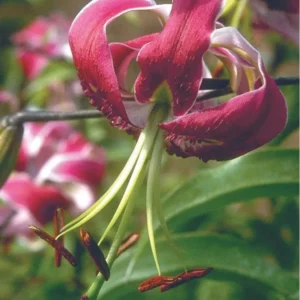 Recurved pink lily blossom with long stamens