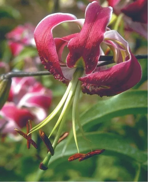 Recurved pink lily blossom with long stamens