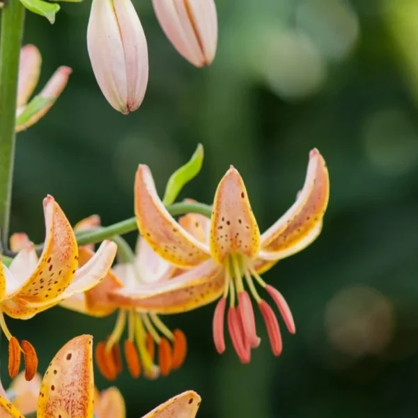 Close-up of orange spotted lily flowers
