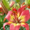Close-up vibrant pink orange lily bloom