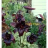 Dark lilies labeled "Night Flyer" in garden.