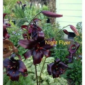 Dark lilies labeled "Night Flyer" in garden.