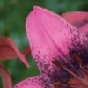 Close-up pink lily petal with dark speckles