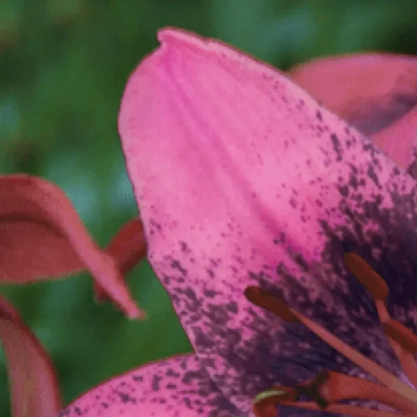 Close-up pink lily petal with dark speckles
