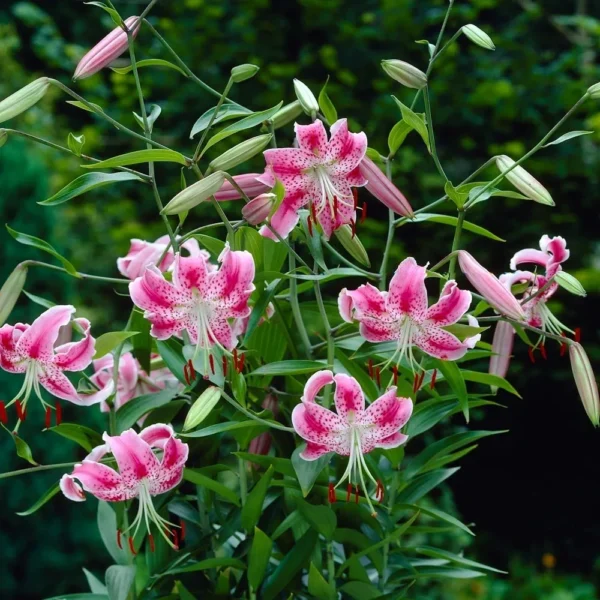 Pink spotted lilies in garden