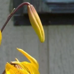 A yellow flower with red stems and leaves.