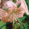 Speckled peach lily with prominent red anthers