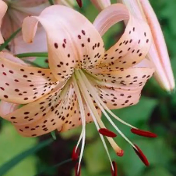 Speckled peach lily with prominent red anthers