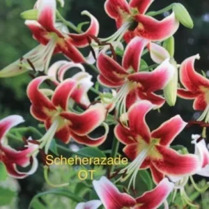 A close up of some flowers with text