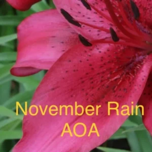 A close up of the flower with text underneath