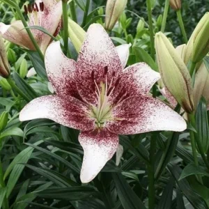 White lily with burgundy speckled center