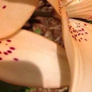 Close-up of a peach lily petal.