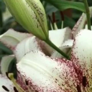 White speckled lily with unopened bud