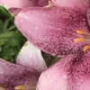 A close up of some pink flowers with water droplets on them