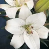 A close up of two white flowers with green leaves.
