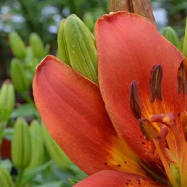 Close-up orange lily with unopened buds