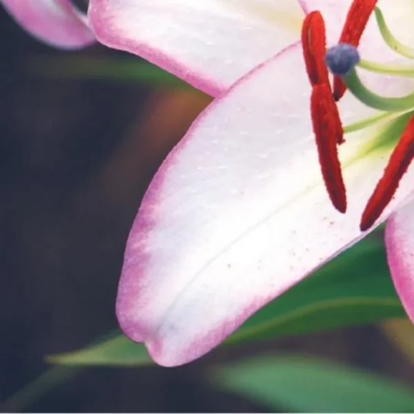 A close up of the flower with green leaves.