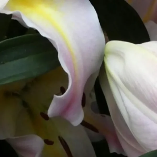 Close-up pale pink lily petals and stamens