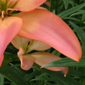 Soft peach lily petals among green leaves