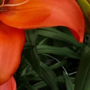 Close-up of orange lily petals and foliage