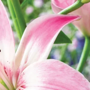 Pink lily close-up showing delicate petals