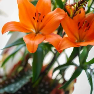 Vibrant orange lilies with green foliage Hartle