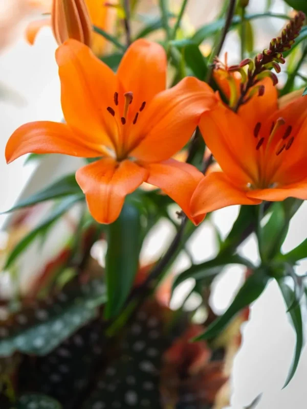 Vibrant orange lilies with green foliage Hartle