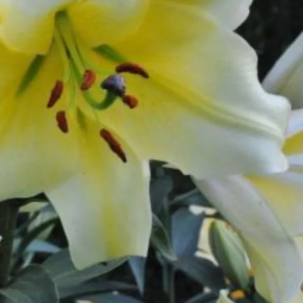 Close-up of pale yellow lily flower
