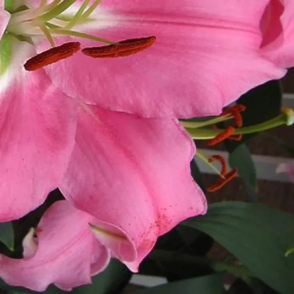 Soft pink ruffled lily with orange anthers
