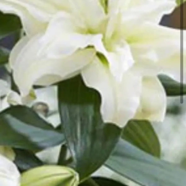 Creamy white lily blossom with green leaves