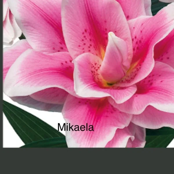 Pink lily with green leaves and text.