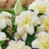 Cream double lilies with pale yellow centers