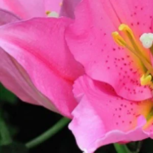 Close-up pink lily with yellow stamens