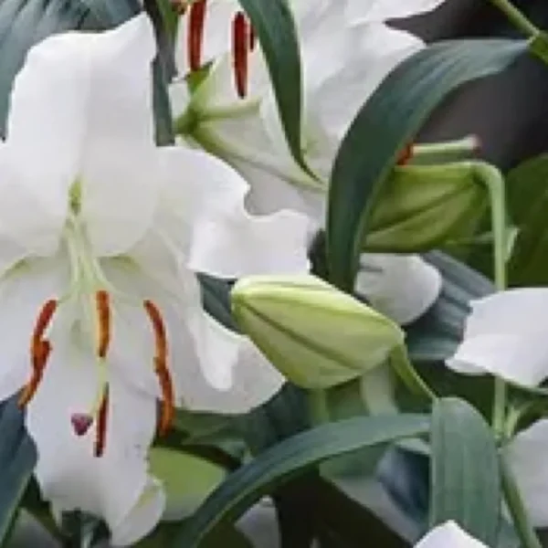 White lilies with orange stamens and bud