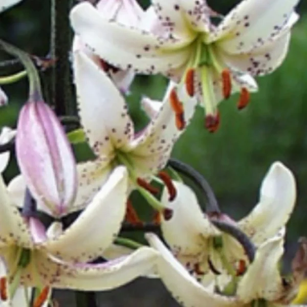 White lilies with speckled petals blooming outdoors.