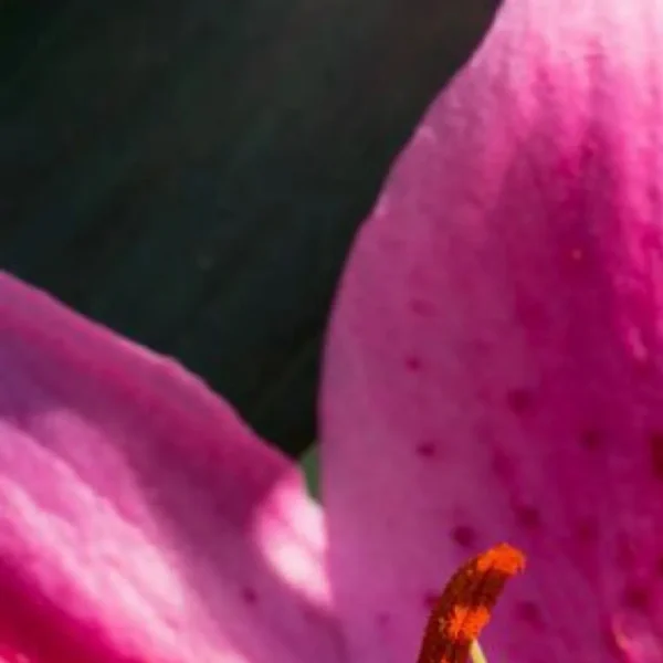 Close-up of a vibrant pink flower petal.