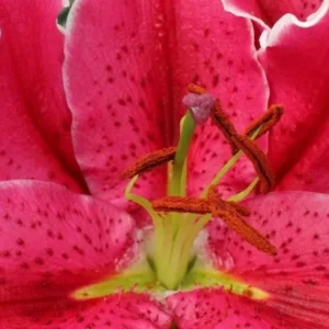 Bright fuchsia lily center with orange anthers