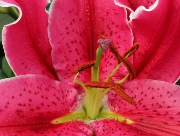 Bright fuchsia lily center with orange anthers