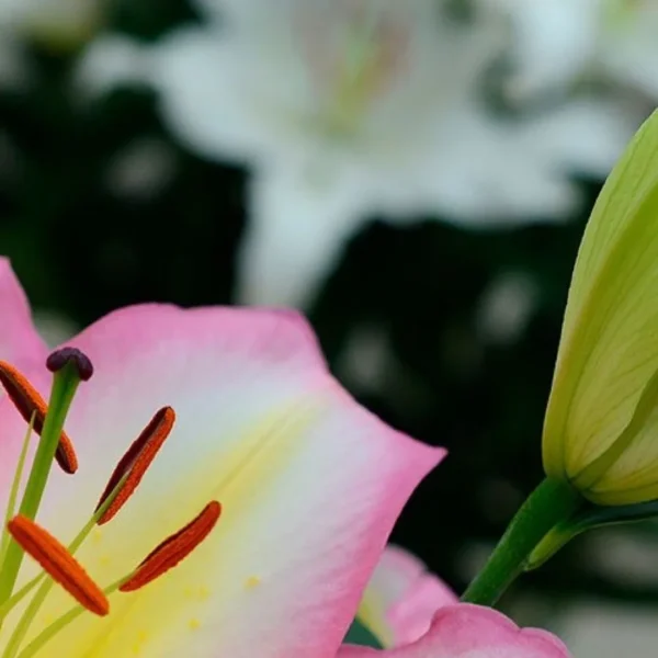 Close-up pink lily blossom with orange stamens